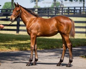 Littleprincessemma Foal '12 at Vinery 7.17.2012